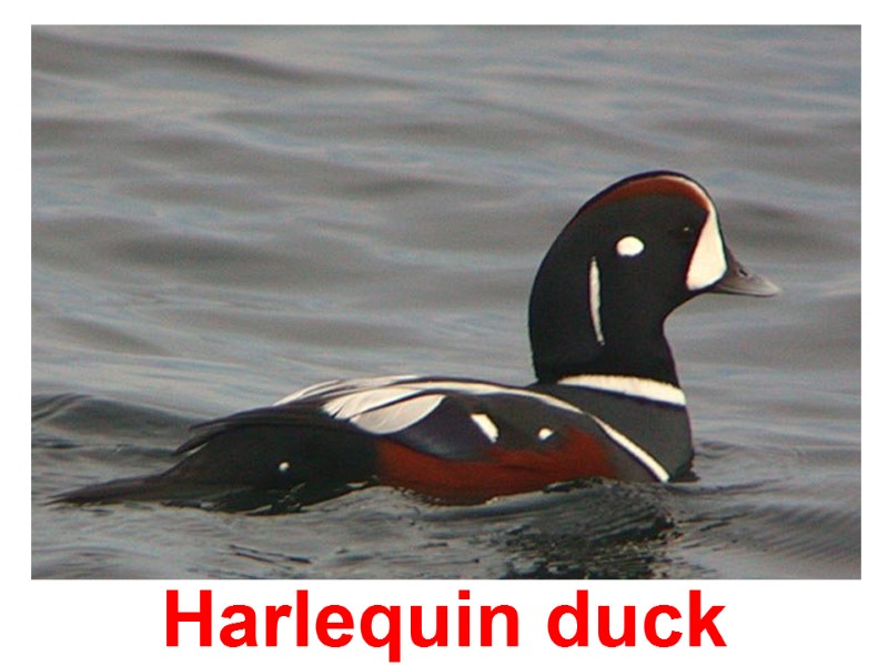 Harlequin duck